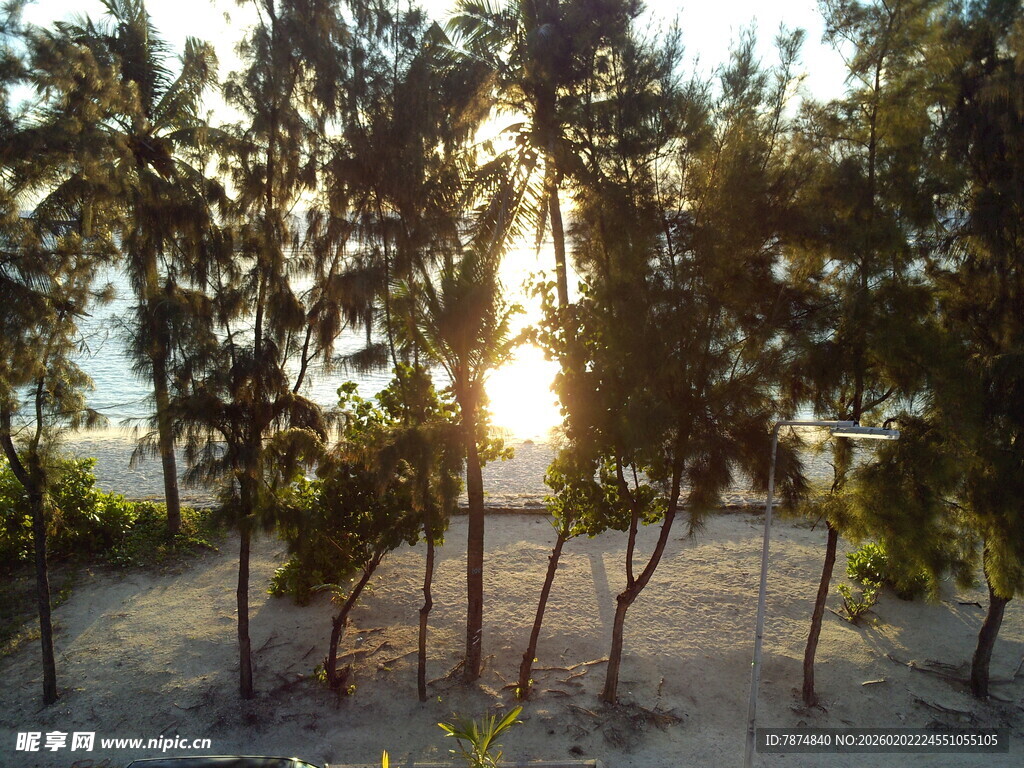 夕阳下的树林美景