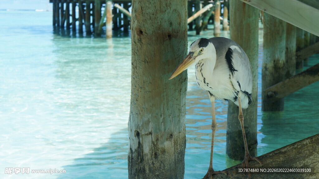 水边栈桥旁的站立白鹭