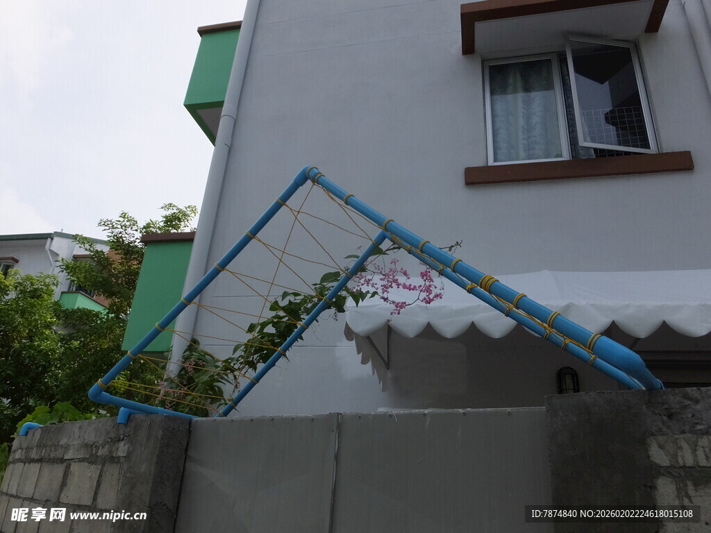 墙边攀爬的白色花卉植物