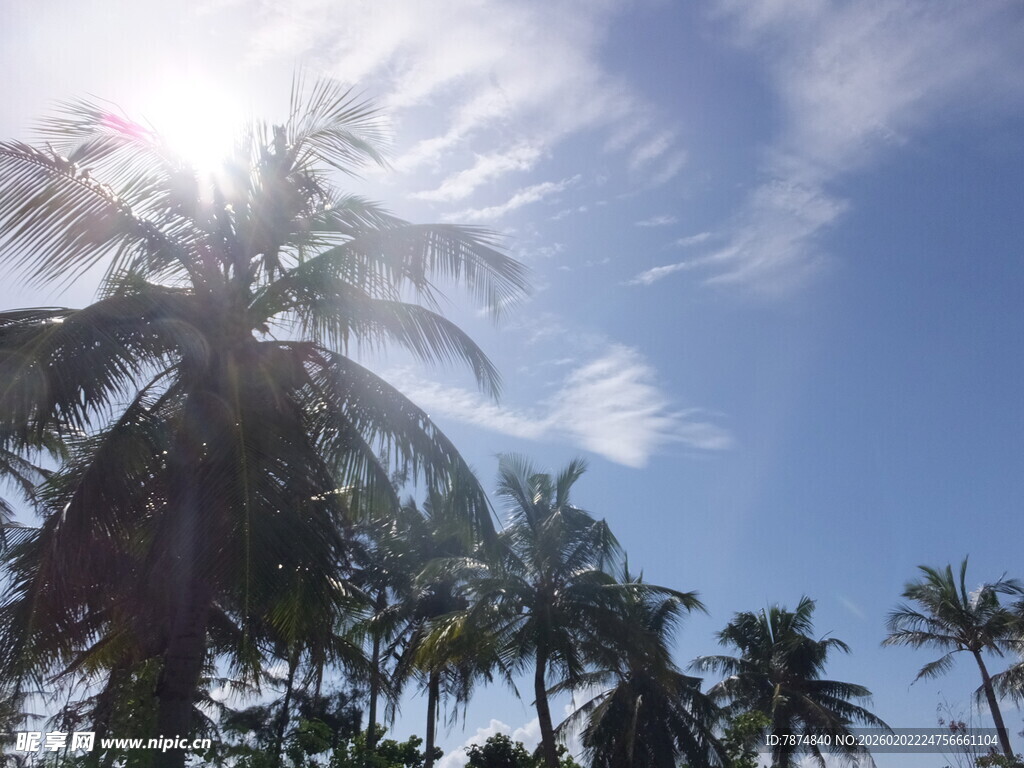 蓝天椰林 夏日清新景致