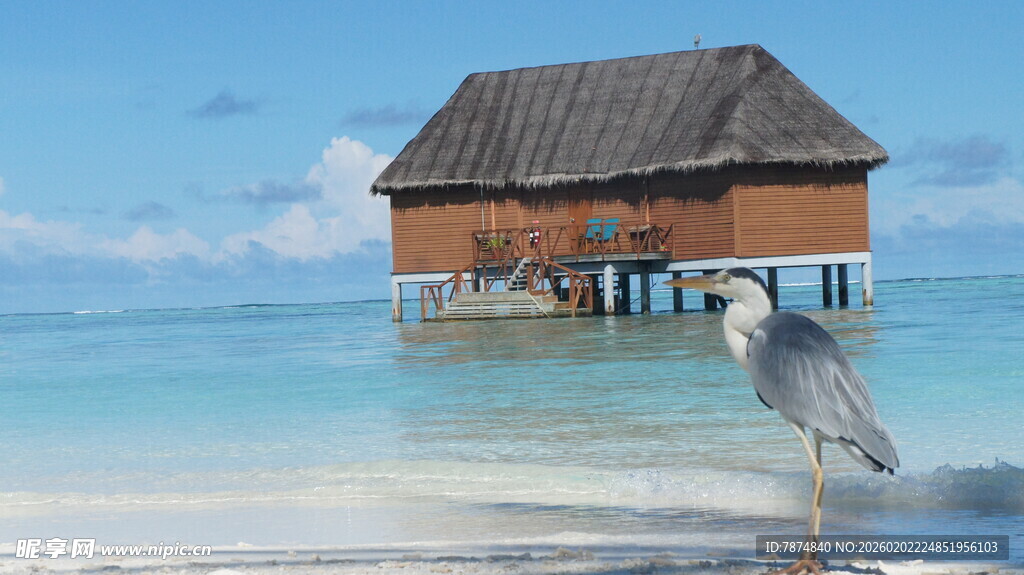 水上木屋旁的优雅飞鸟