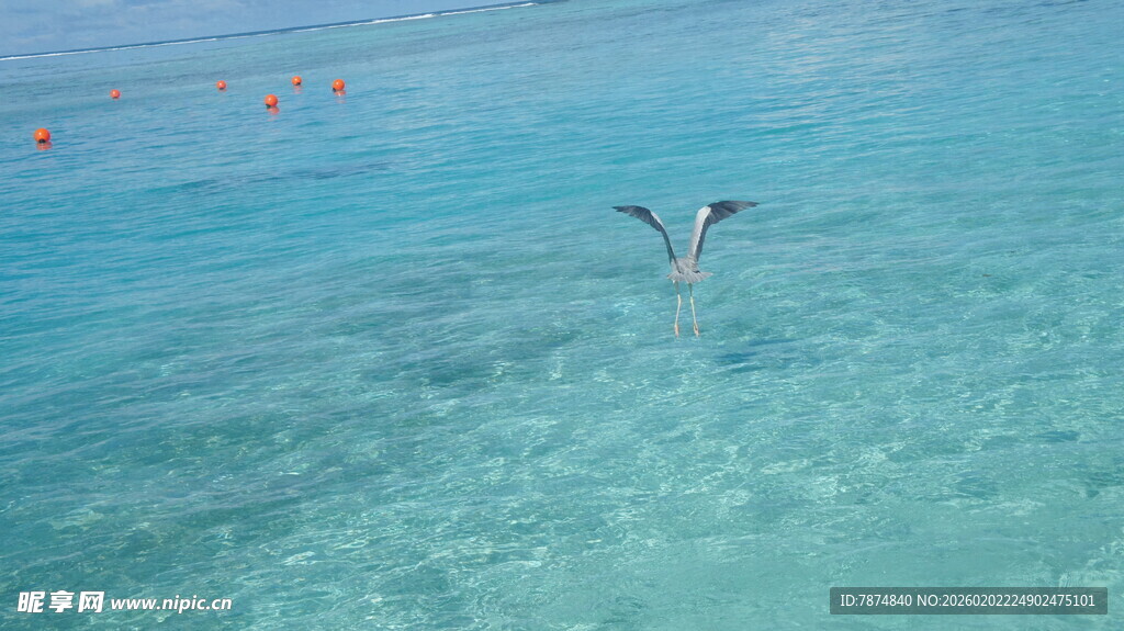 清澈海水中的飞翔海鸟