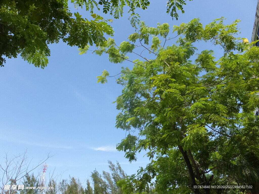 蓝天绿树间的清新景致