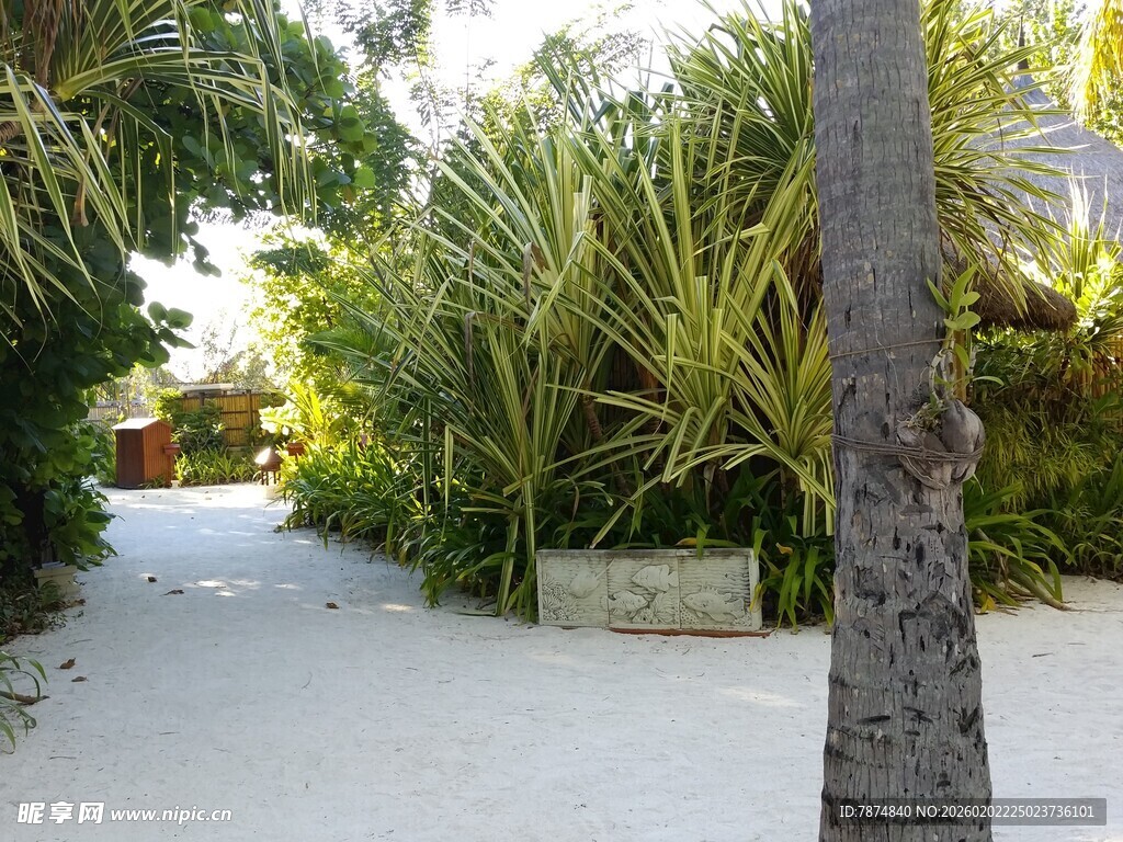 热带风情的林荫白沙小径