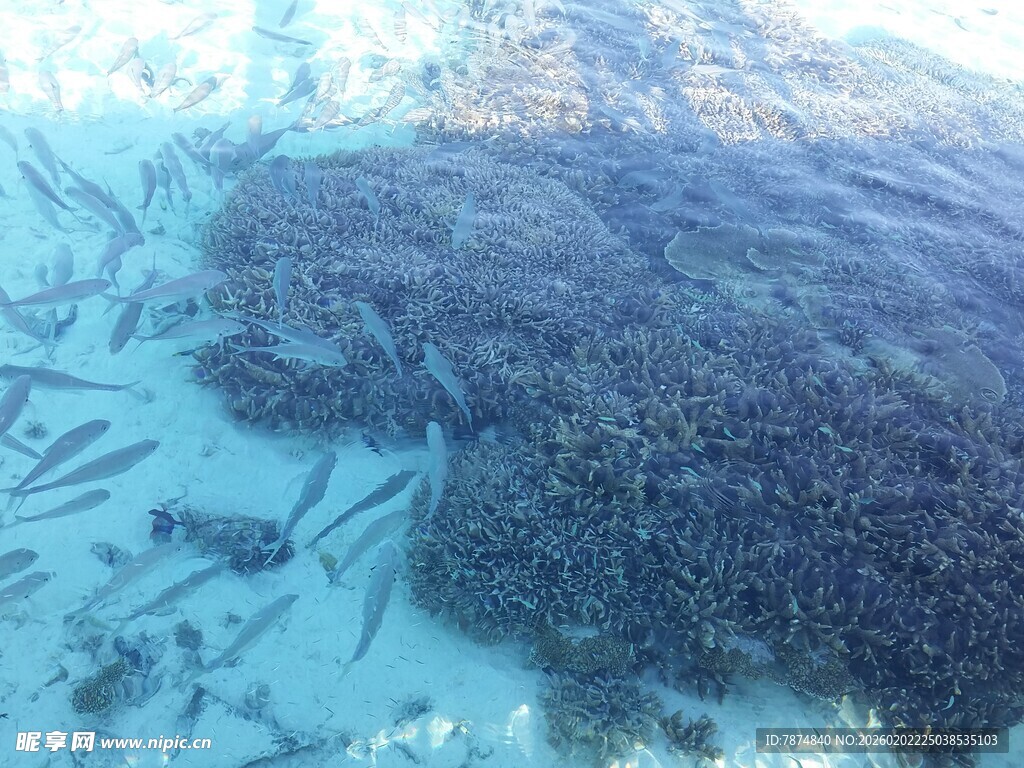 海底鱼群壮观景象