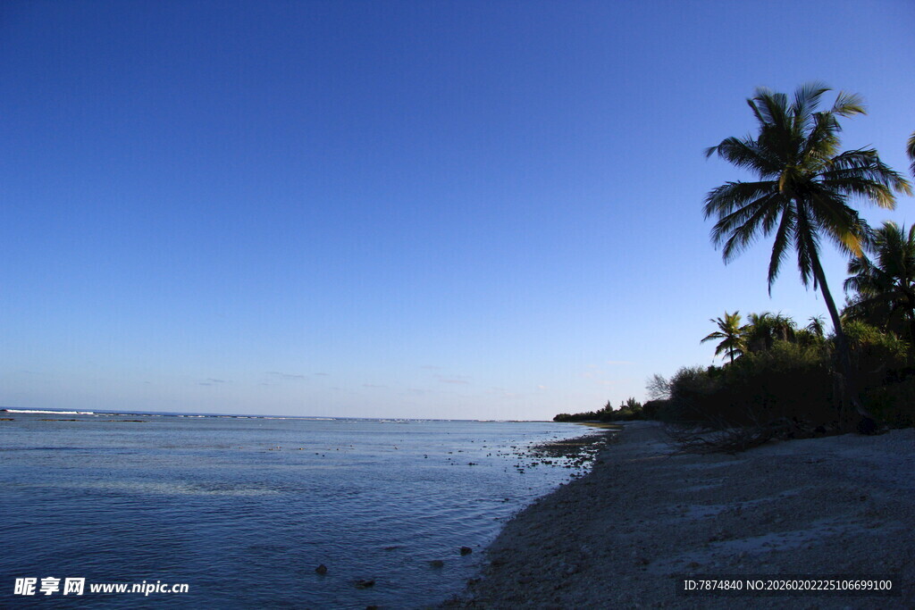 热带海滨风光 椰树伴海