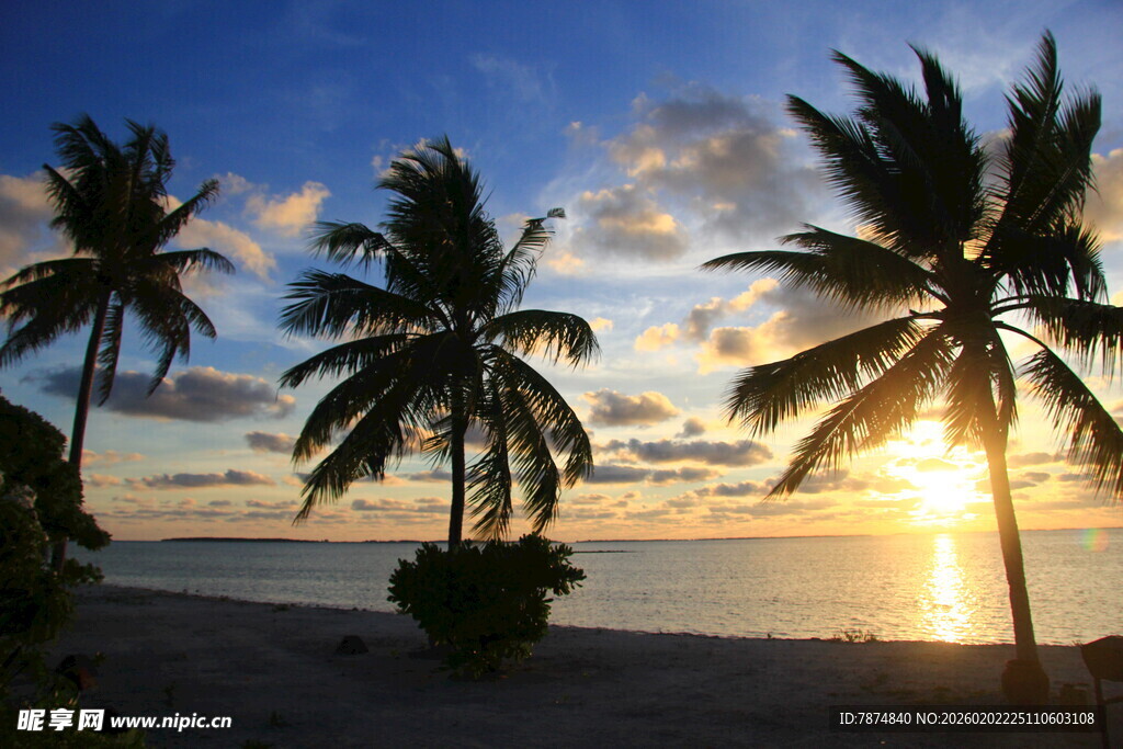 海边黄昏下的椰树美景