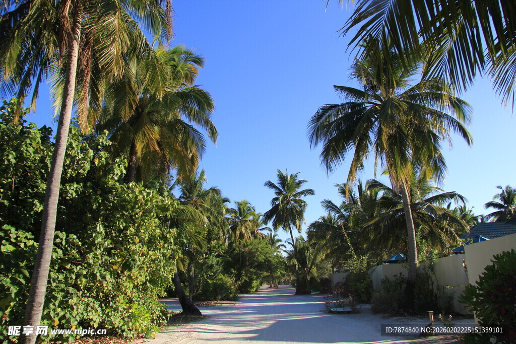 热带椰林小道风光