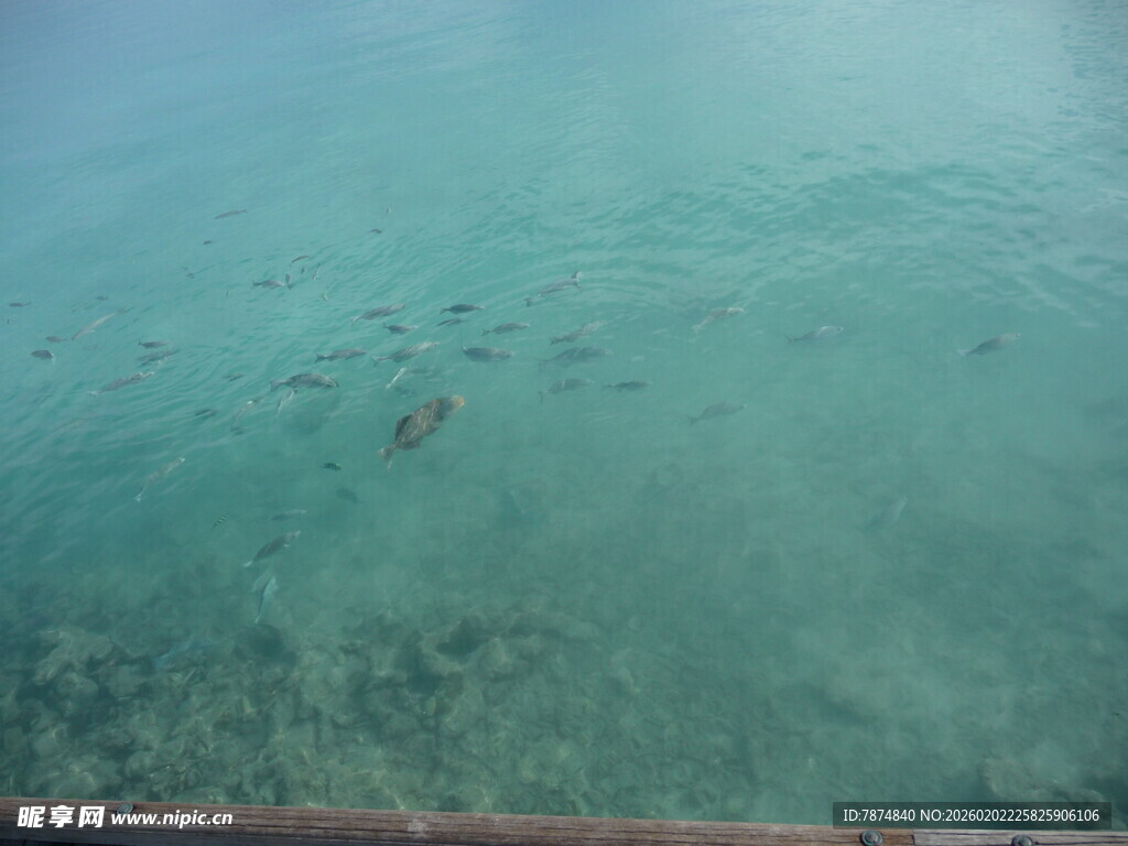 清澈海面下的海底景象