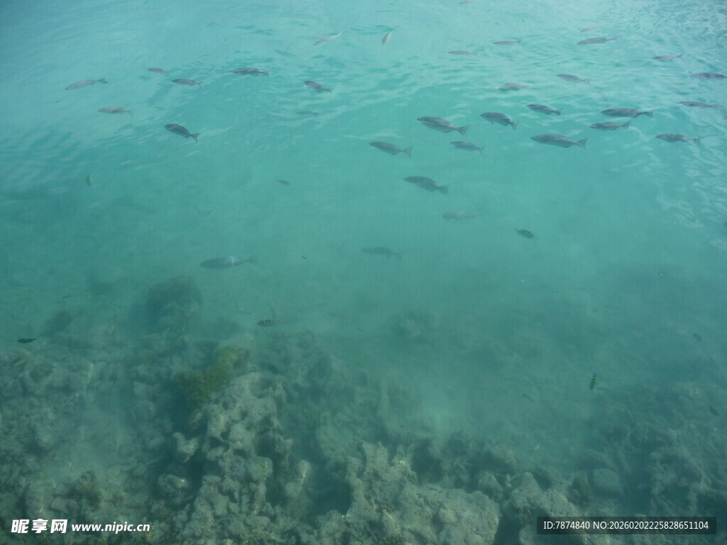 海底鱼群与珊瑚景观