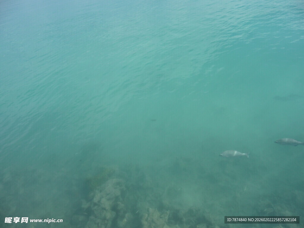 清澈海水中的游动生物