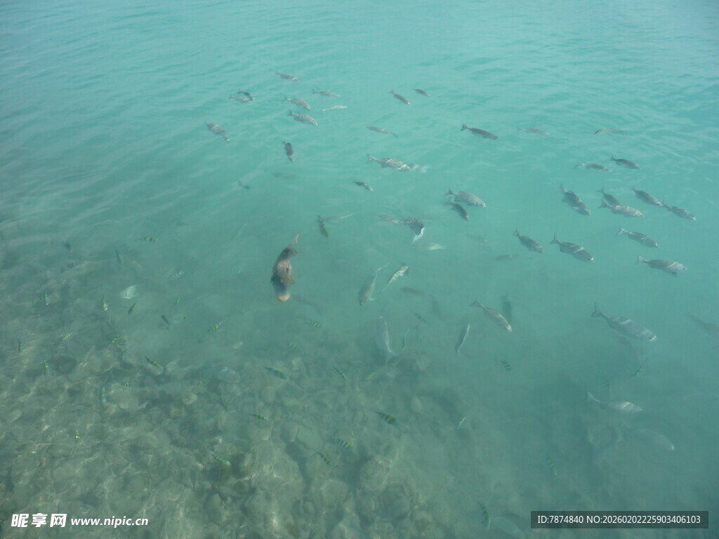 海底群鱼悠游景象