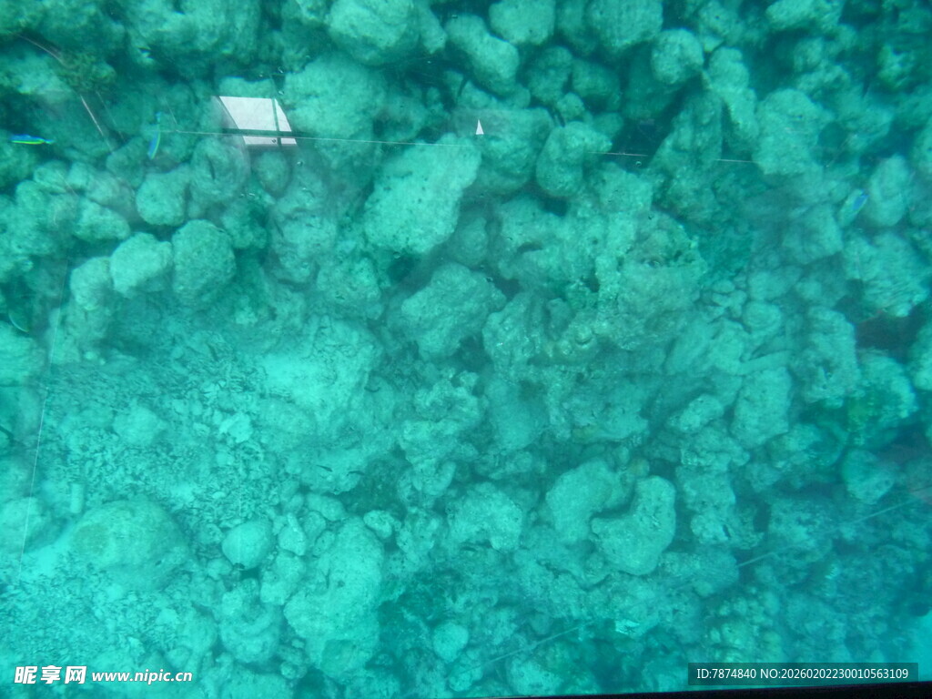 清澈海下的礁石景观