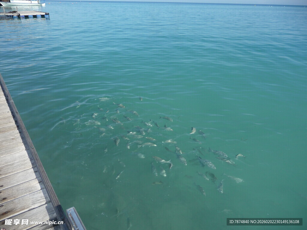 码头边清澈海水中的鱼群