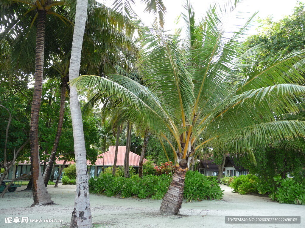 热带风光中的高大棕榈树