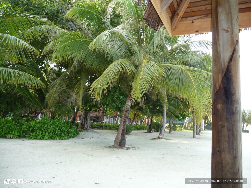 热带沙滩椰林度假美景