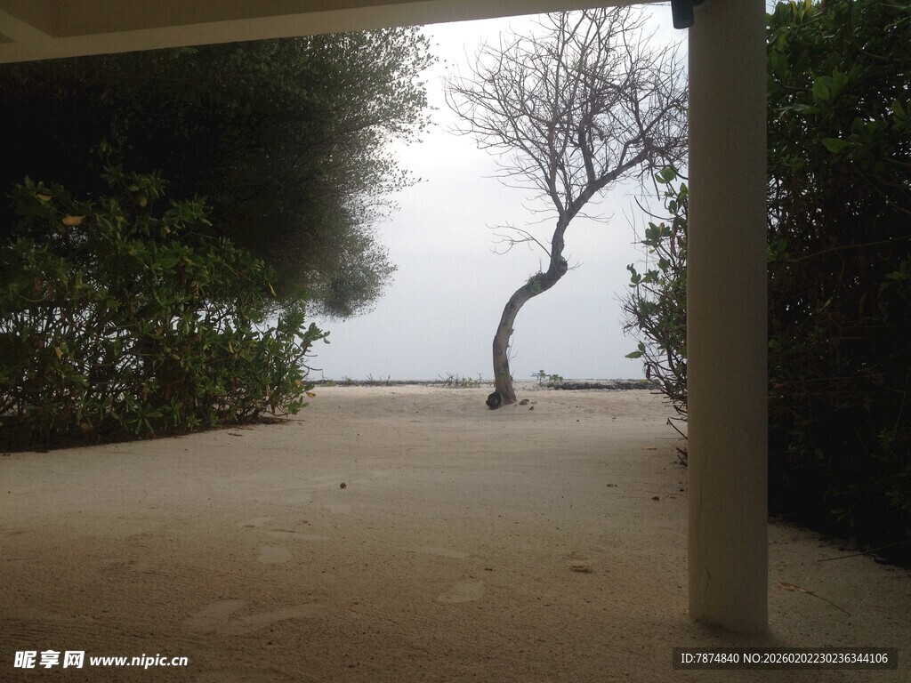 海边孤树 静谧自然景致