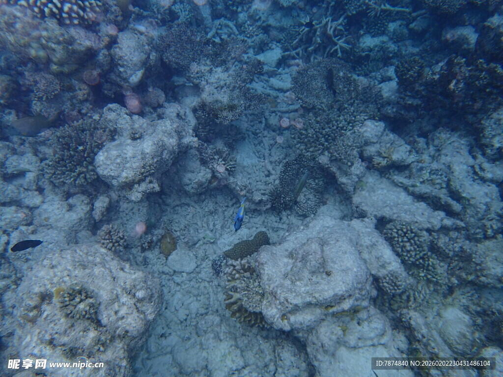 海底礁石景观