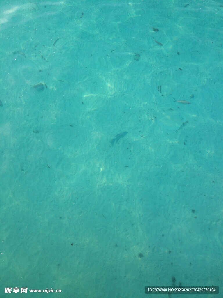 清澈海水中的游动小鱼