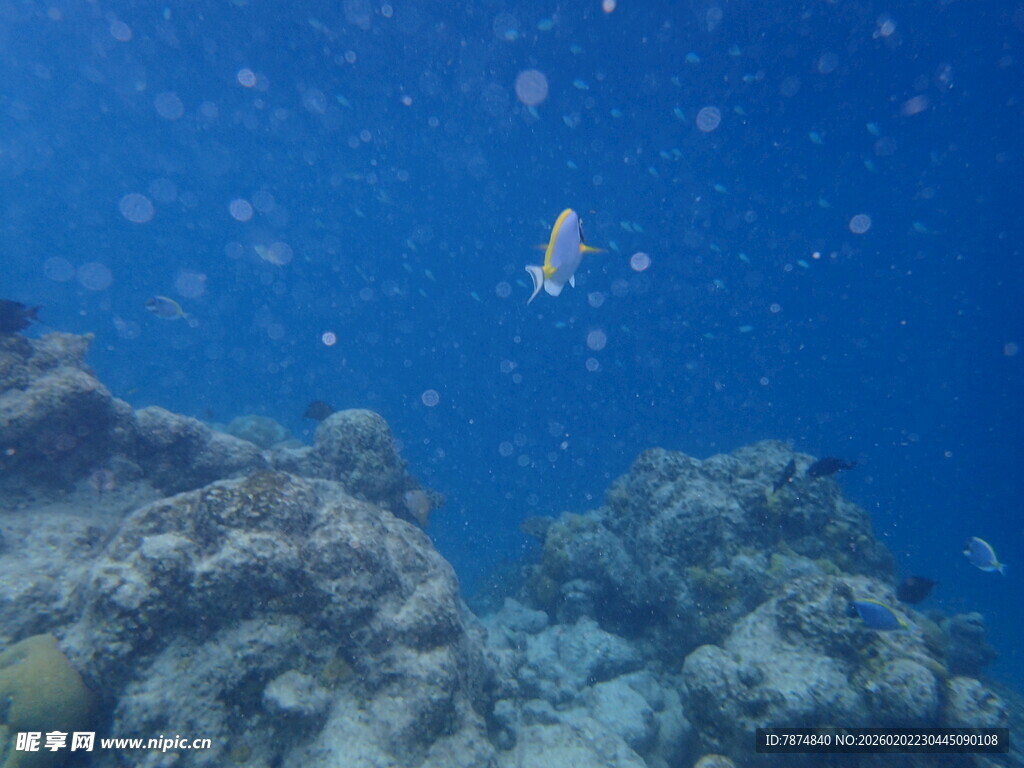 马尔代夫海底潜水景观