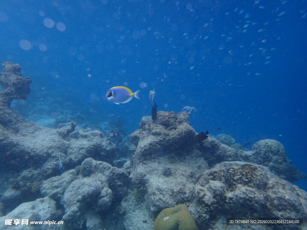 马尔代夫海底珊瑚与游鱼景观