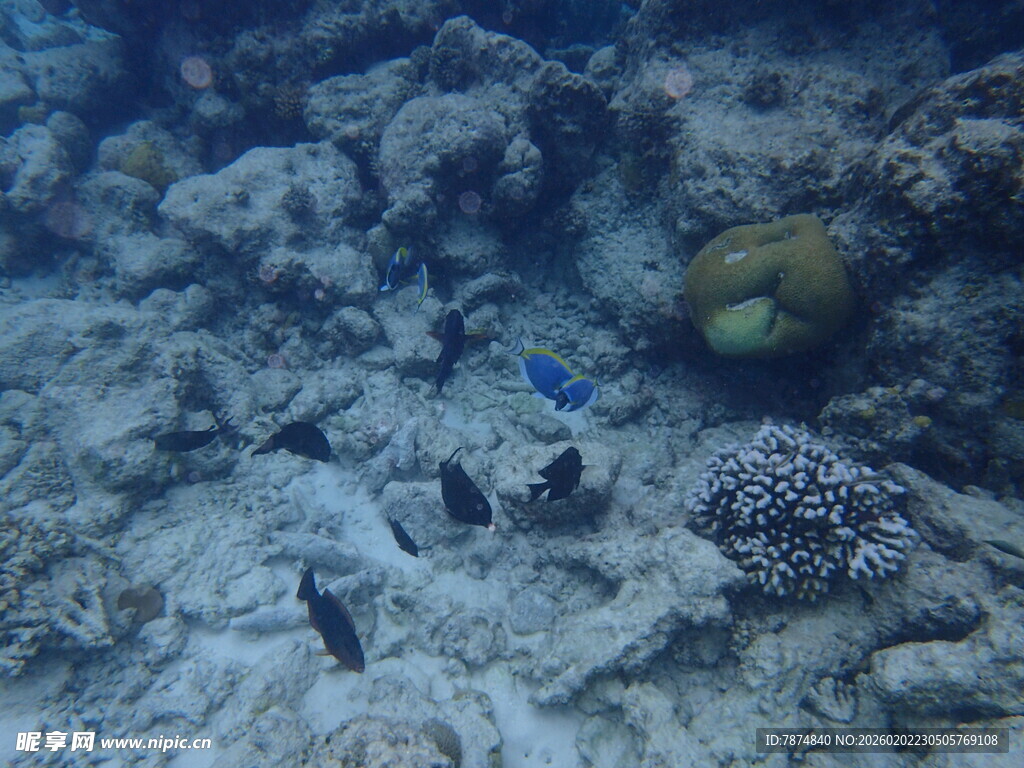 马尔代夫海底珊瑚礁与小鱼景观