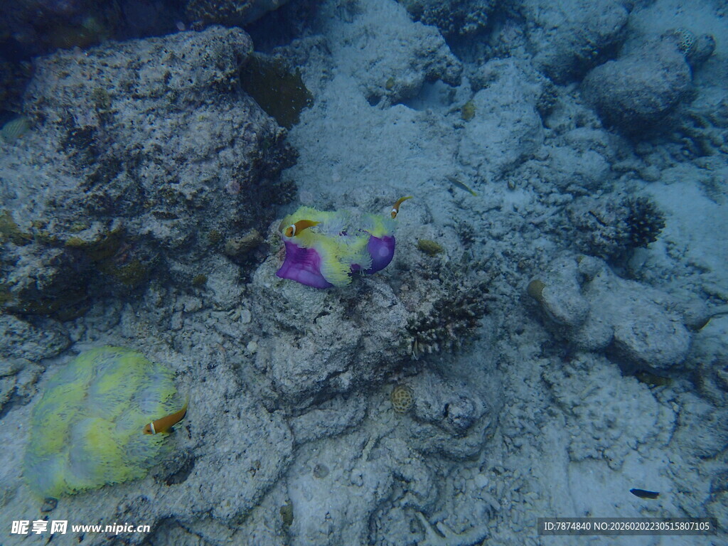 马尔代夫海底多彩珊瑚与礁石