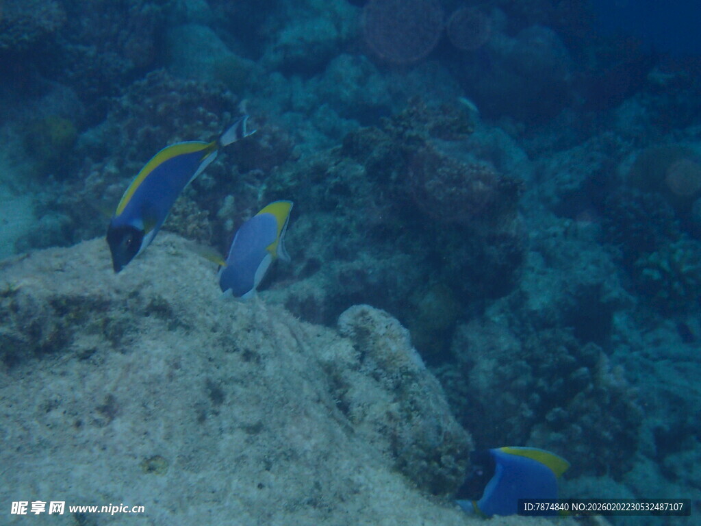 马尔代夫海底游弋的多彩热带鱼