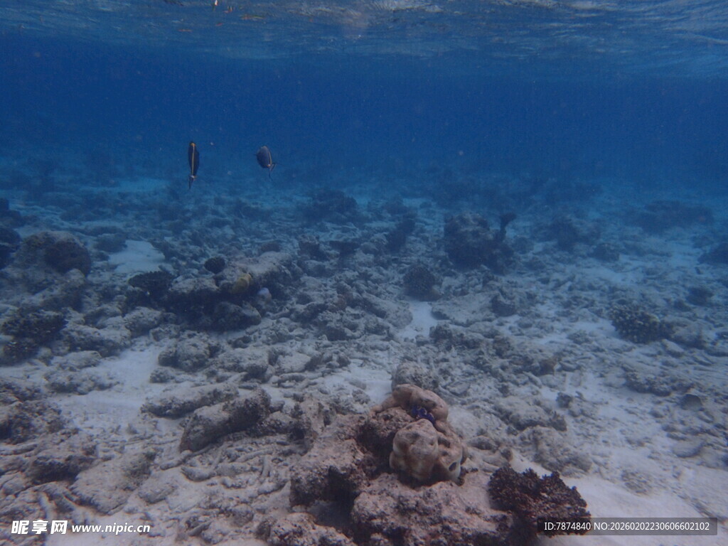马尔代夫海底珊瑚景观