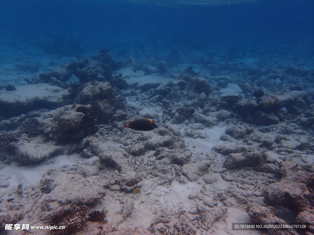 海底珊瑚礁景观