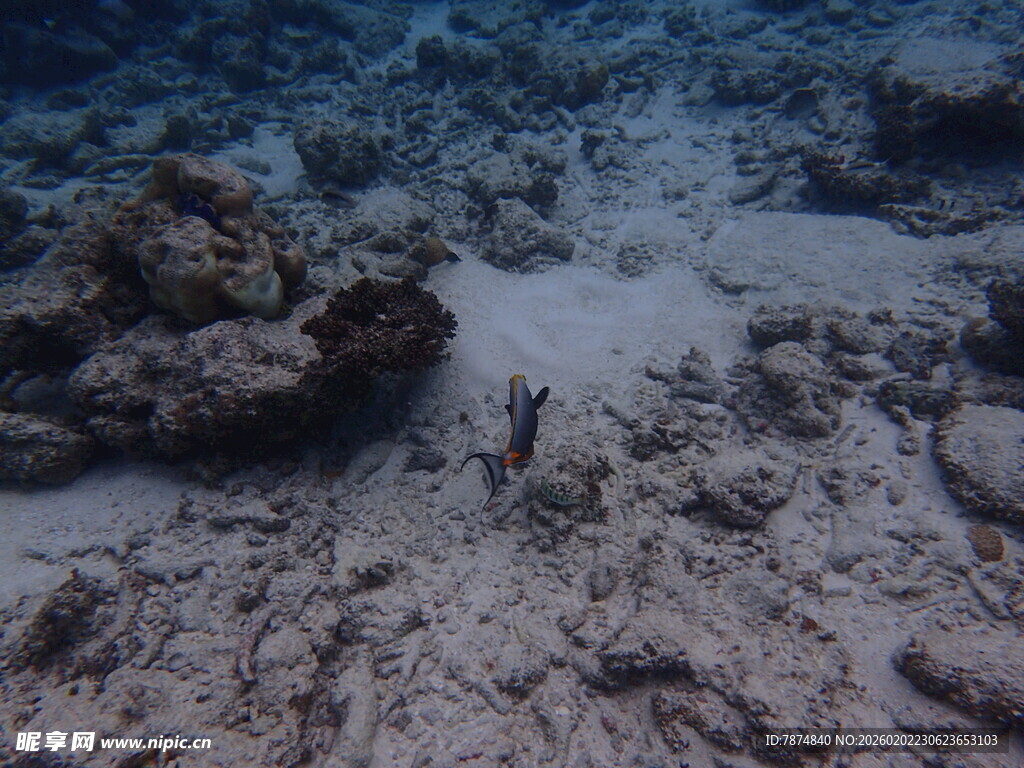 海底景象中的小鱼与礁石