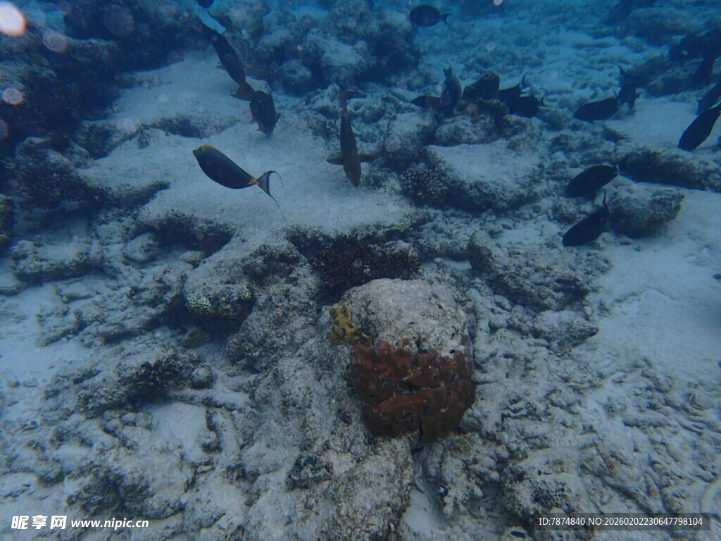 海底景象 礁石与游动小鱼