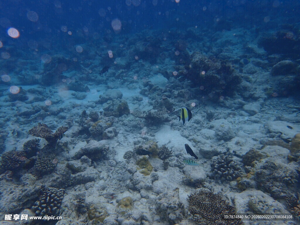 马尔代夫海底珊瑚与游动的小鱼