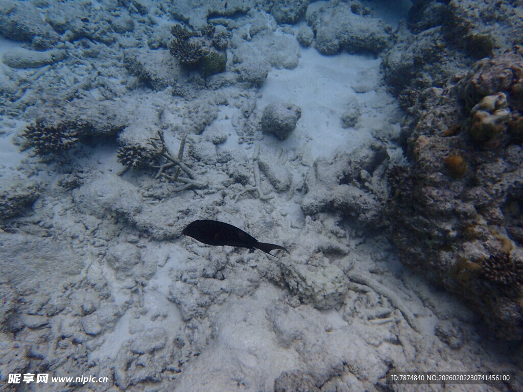 海底游动的黑色小鱼