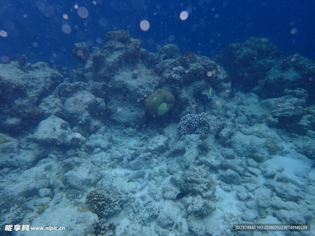 海底珊瑚礁景观