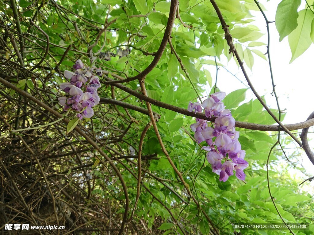 紫藤花垂挂于绿叶间