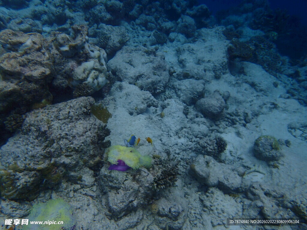 海底岩石与多彩小鱼景观