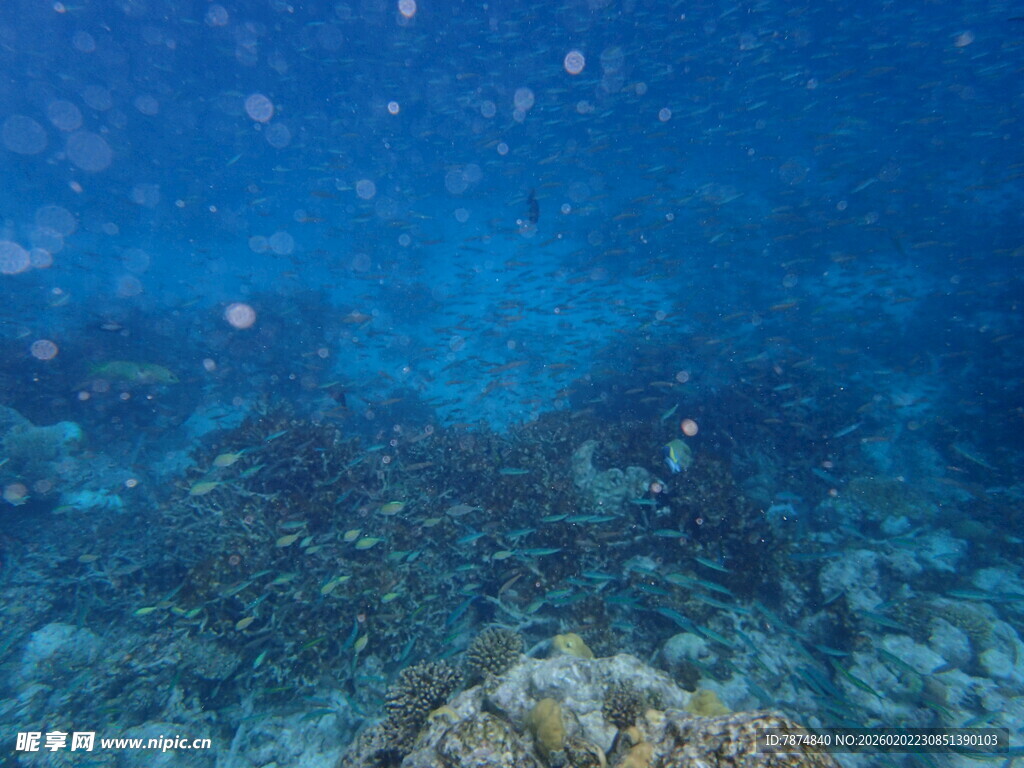 海底珊瑚景观