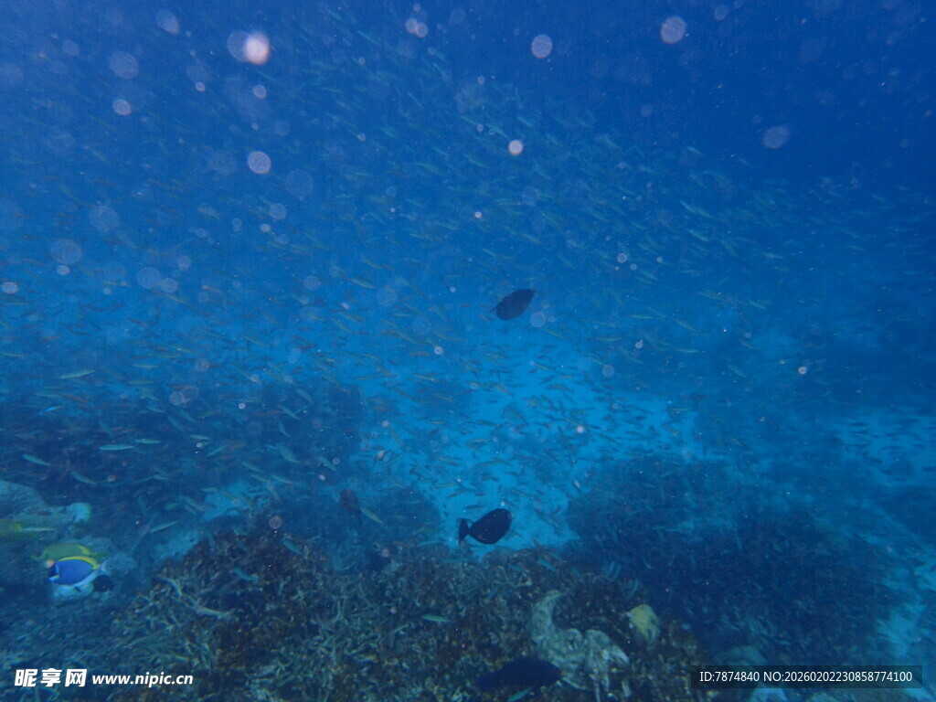 海底斑斓珊瑚与游动小鱼