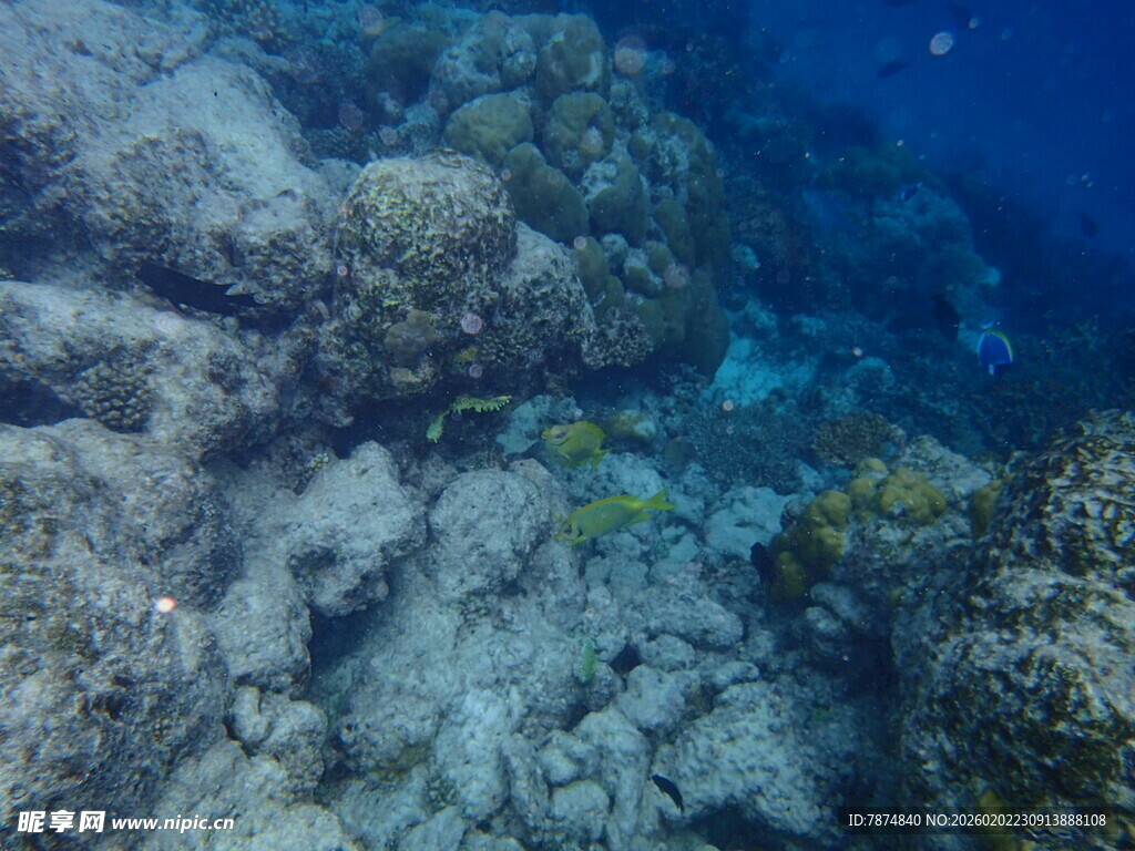 海底珊瑚礁与游动小鱼