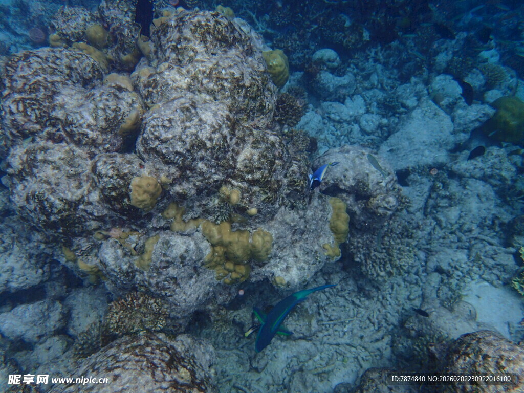 海底珊瑚景观