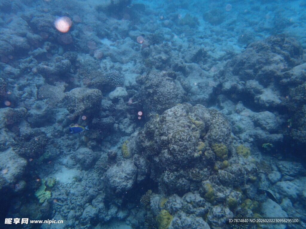 海底斑斓珊瑚景象