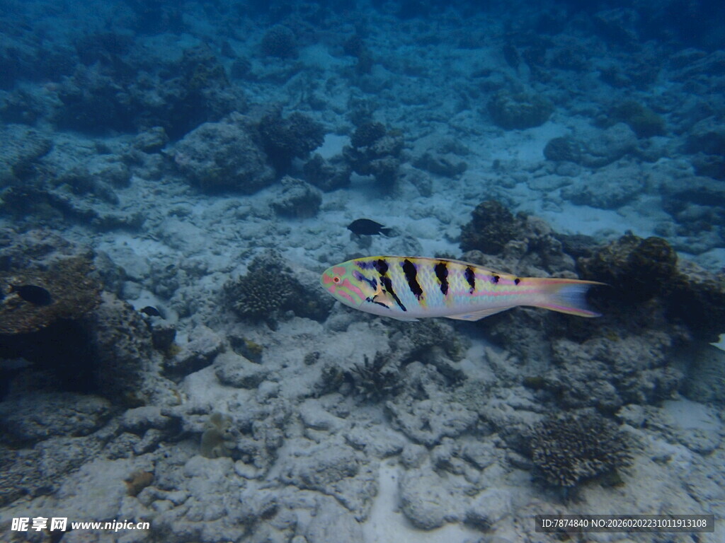 海底游动的条纹小鱼