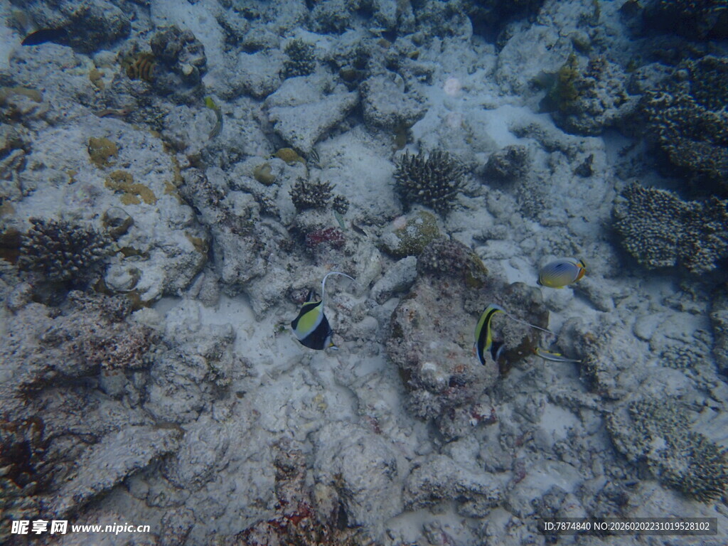 海底世界的小鱼与珊瑚