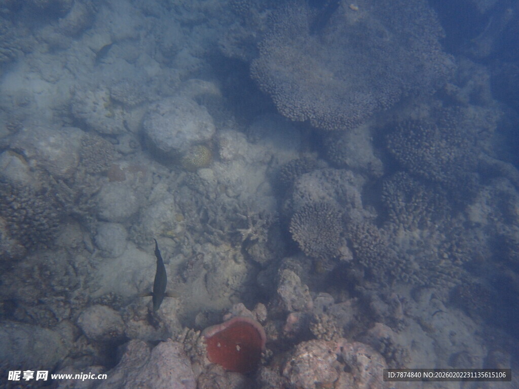 马尔代夫海底珊瑚与神秘小鱼
