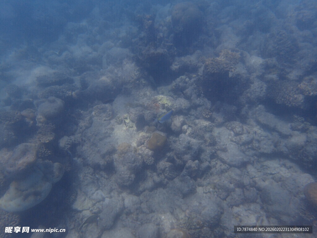马尔代夫海底景象