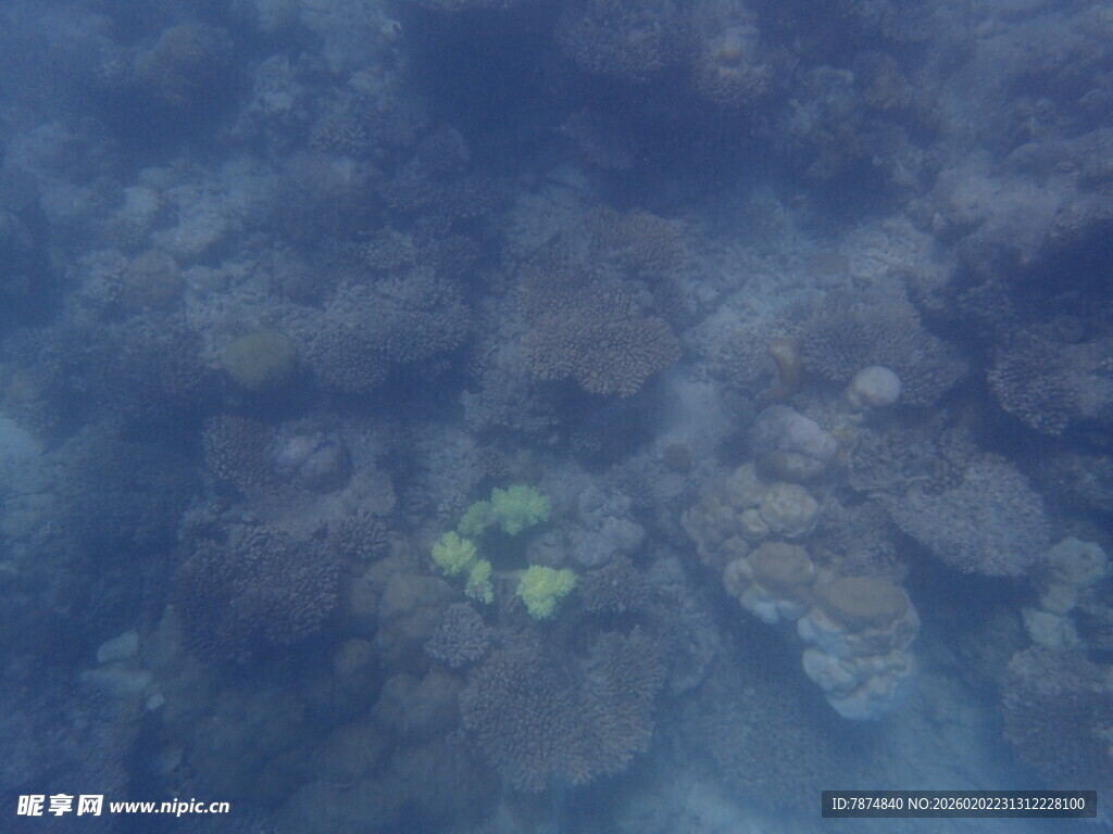 马尔代夫海底神秘的珊瑚景观