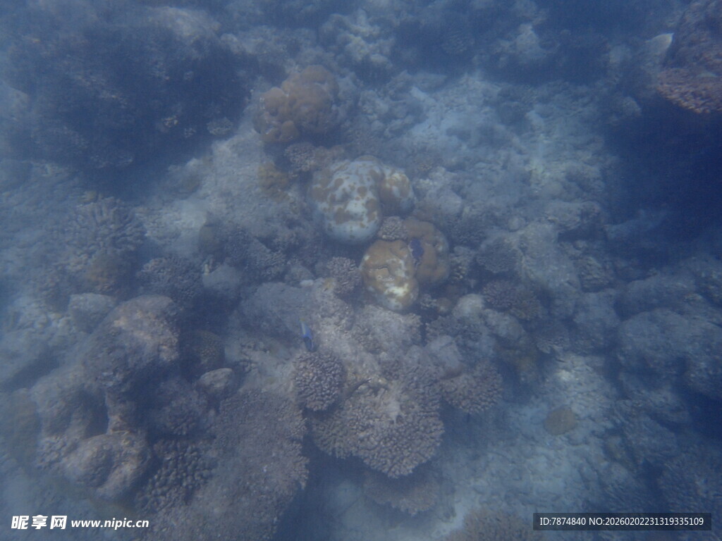 马尔代夫海底珊瑚景观