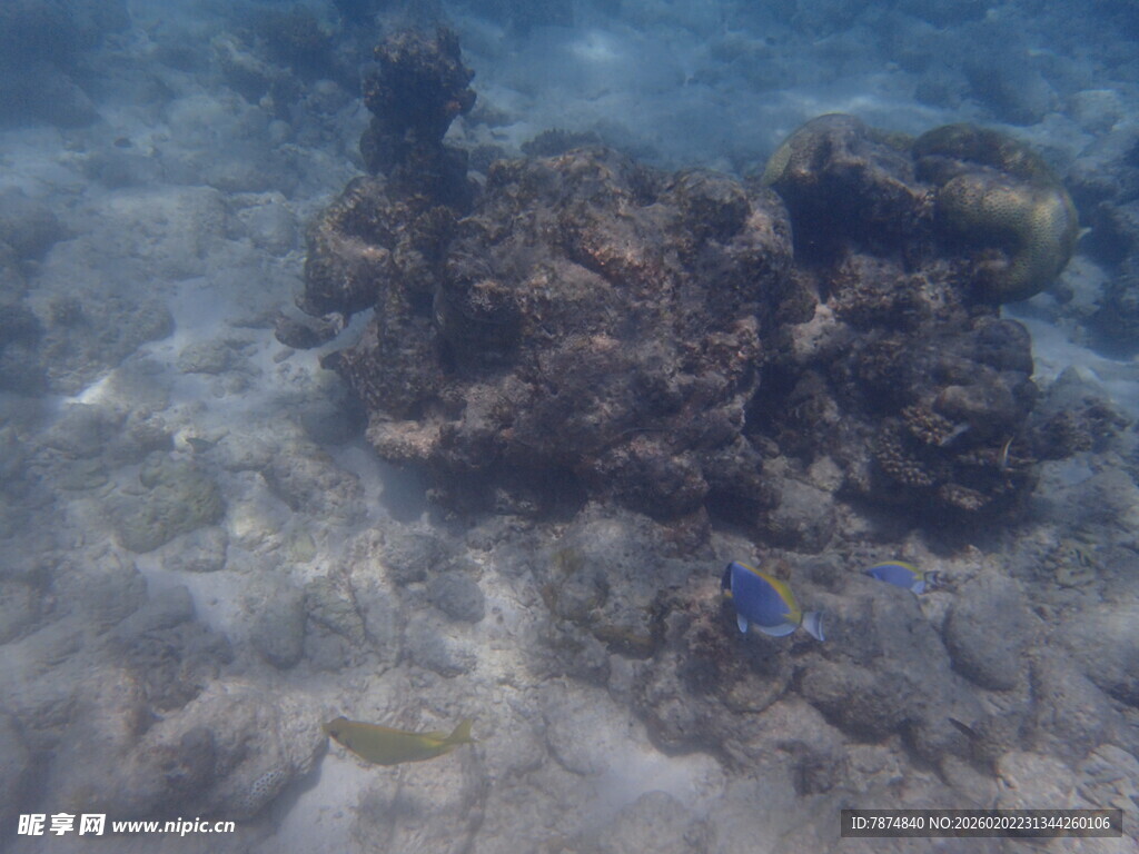 马尔代夫海底珊瑚景观