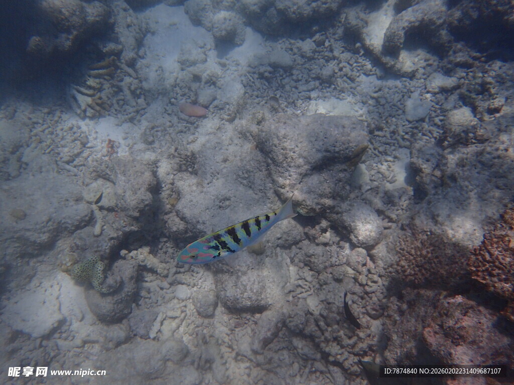 海底游动的条纹小鱼